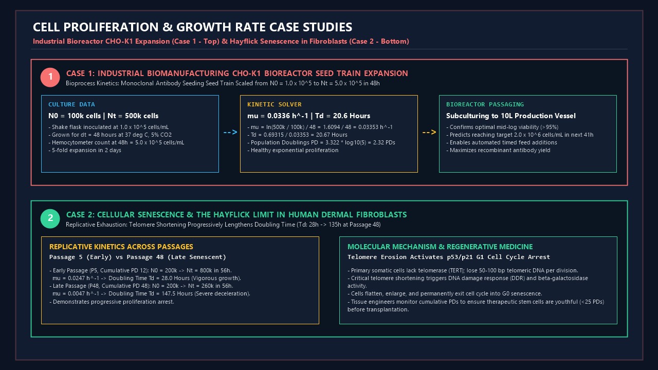Cell Proliferation & Growth Rate Case Studies