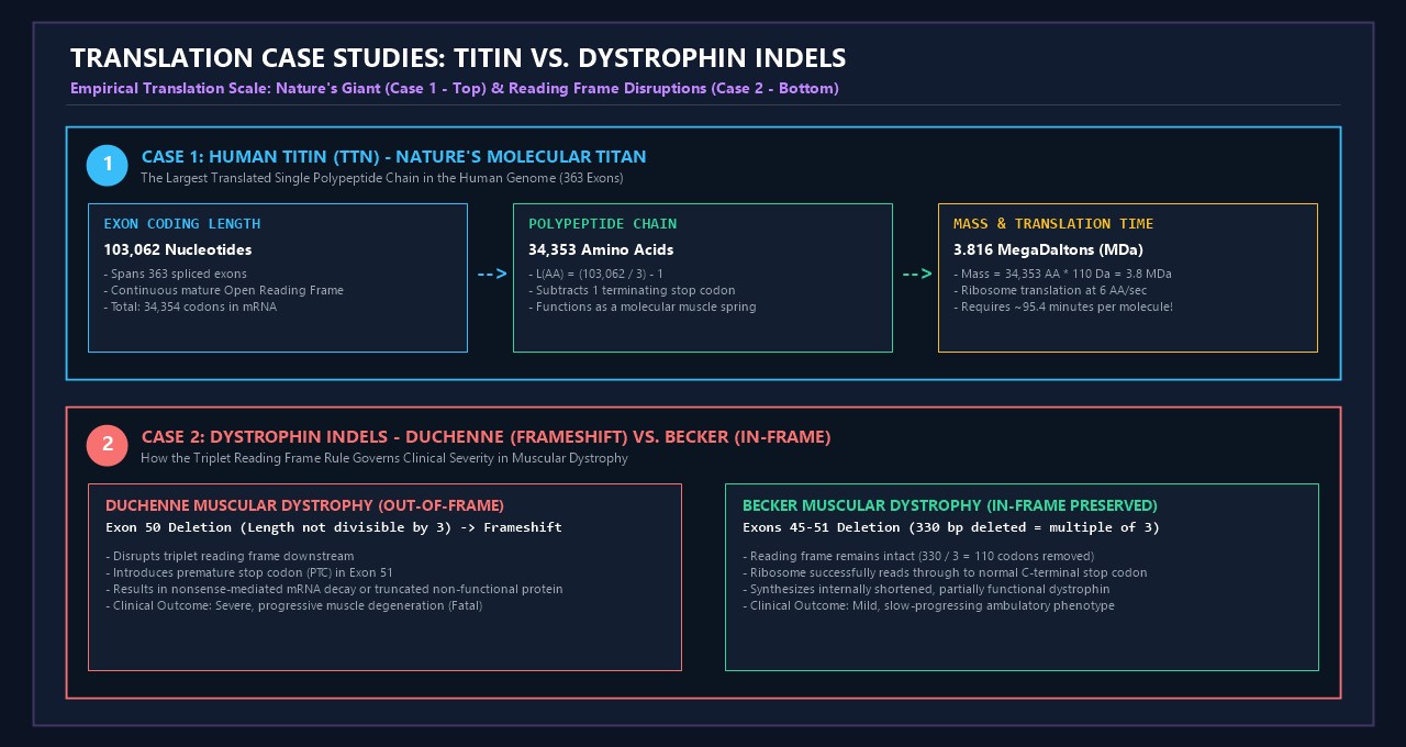 Translation Case Studies: Titin vs Dystrophin Indels